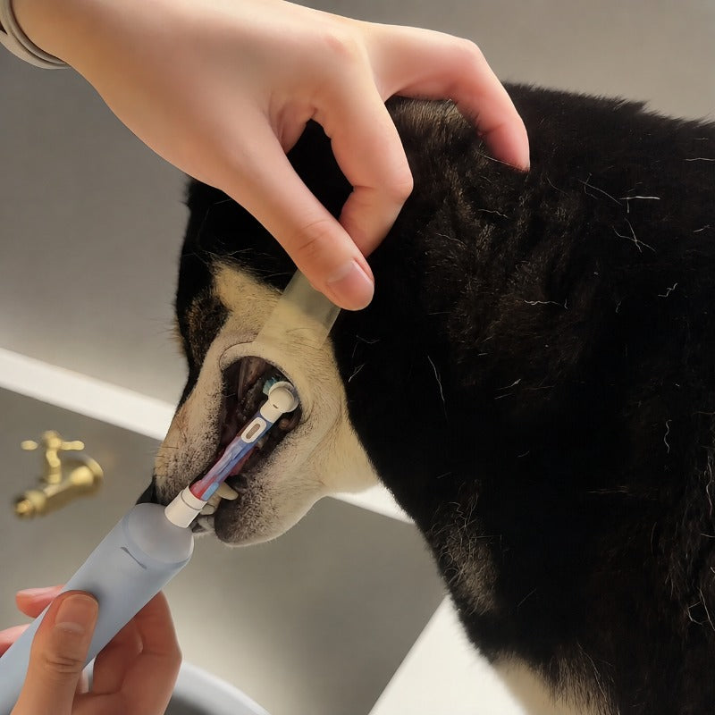 Pet Teeth Brushing Helper